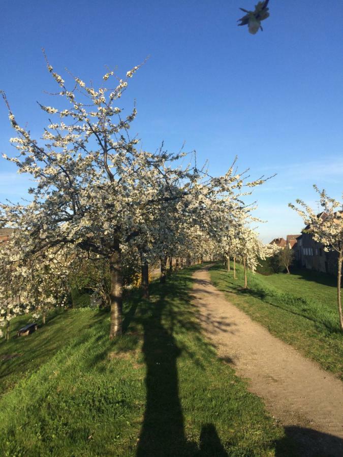 Gite Chez "Mamie Schlop" Kientzheim Exteriör bild